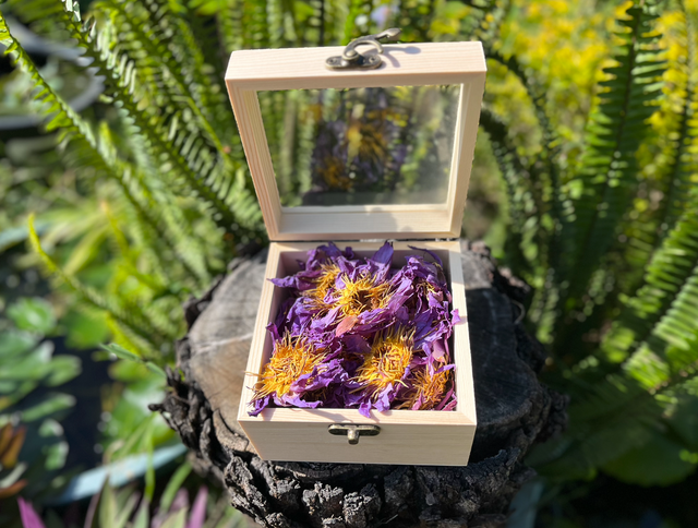 Blue Lotus Gift Set – Wooden Box with Transparent Lid (25g)